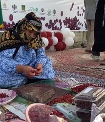 هشتمین جشنواره زغال‌اخته در کلیبر برگزار شد