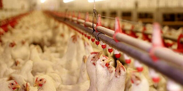 افزایش ۴ درصدی میزان گوشت طیور عرضه شده در کشور