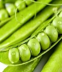 برداشت ۲۵۰ تن نخودسبز در سرباز پیش بینی شد