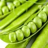 برداشت ۲۵۰ تن نخودسبز در سرباز پیش بینی شد