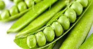 برداشت ۲۵۰ تن نخودسبز در سرباز پیش بینی شد