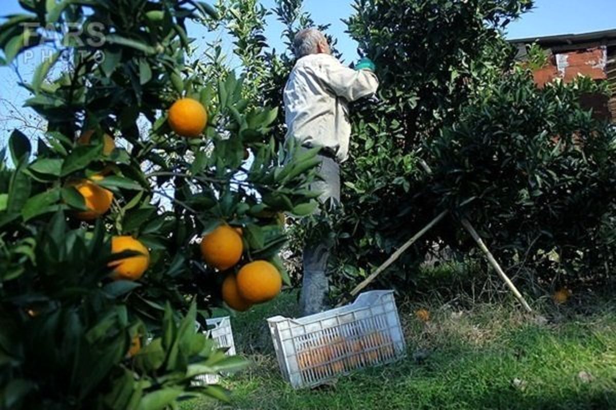 جشنواره فرهنگی برداشت پرتقال در لنگرود برگزار می‌شود