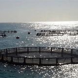 افتتاح ۱۰ طرح شیلاتی با بیش از ۹۸۰ میلیارد ریال سرمایه‌گذاری بخش خصوصی در استان گیلان