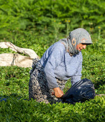 افزایش ۲۸ درصدی قیمت خرید تضمینی چای