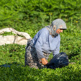 افزایش ۲۸ درصدی قیمت خرید تضمینی چای