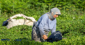 خرید تضمینی ۴۵ هزار تن برگ سبز چای تا به امروز