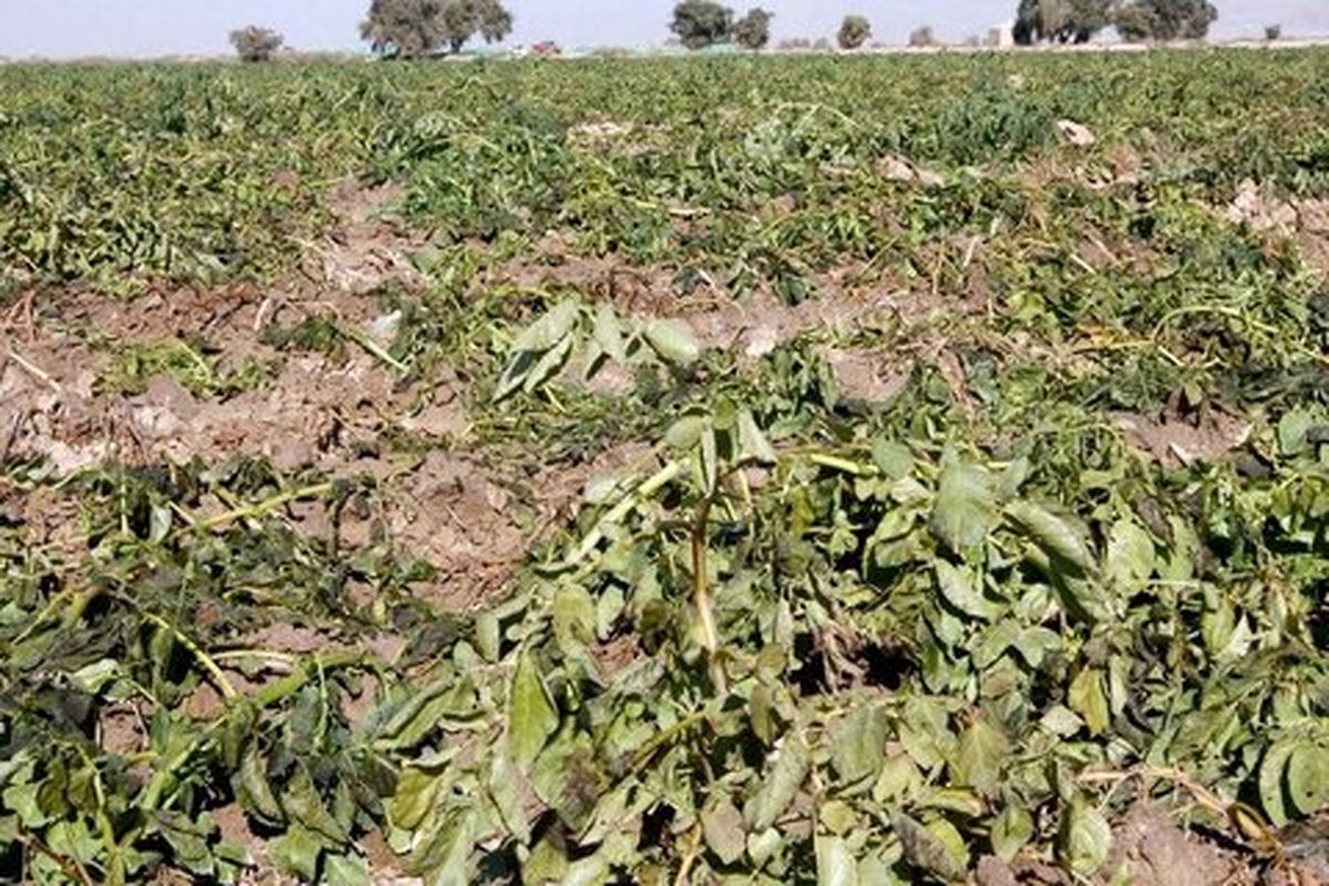 بحران آب، تولید مواد غذایی در جهان را دچار مشکل می‌کند