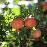 پیش‌بینی برداشت ۱۴۰ هزار تن انار در ساوه