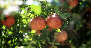 آغاز جشنواره انار «تنگ سیاب» کوهدشت از فردا
