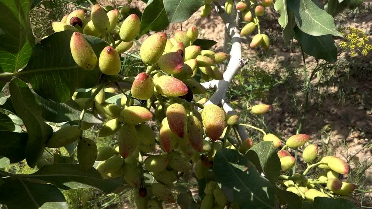 افزایش ۳۰ درصدی باغات پسته شهرستان خوی