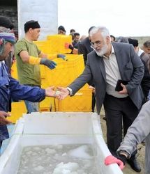 اولین برداشت میگو «وانامی» دانشگاه آزاد استان گلستان