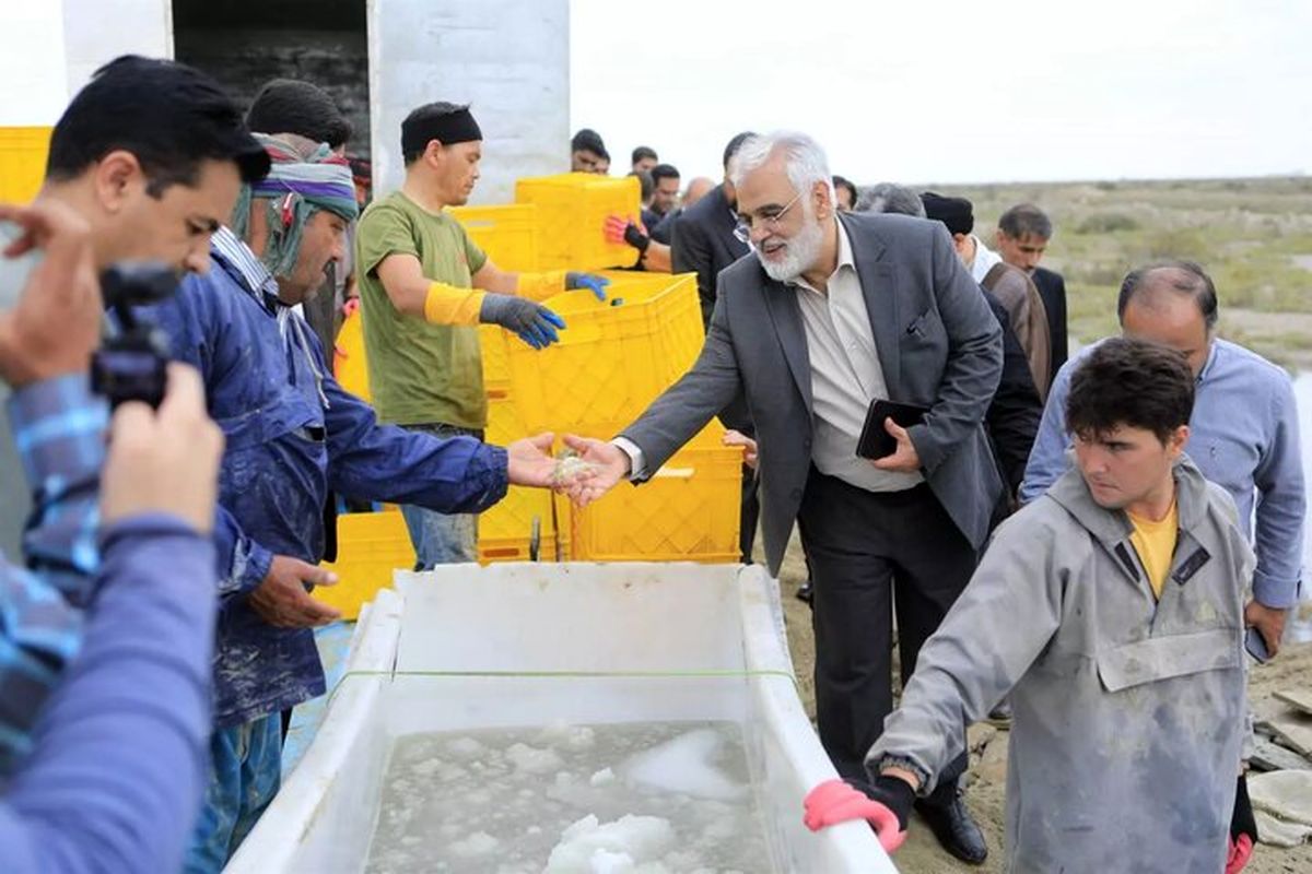 اولین برداشت میگو «وانامی» دانشگاه آزاد استان گلستان