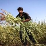 پیش بینی برداشت ۴۶۰۰ تن کنجد در دلگان