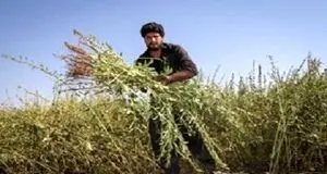 پیش بینی برداشت ۴۶۰۰ تن کنجد در دلگان