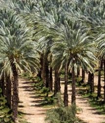 عراق به دنبال جایگزینی اقتصاد خرمامحور بجای نفت
