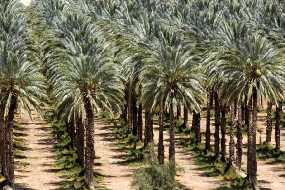 عراق به دنبال جایگزینی اقتصاد خرمامحور بجای نفت