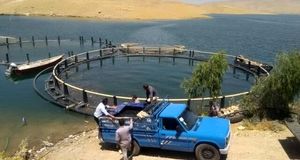 اجرای طرح آزمایشی پرورش ماهی فیتوفاگ در استان ایلام