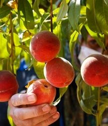 آغاز برداشت هلو در ایلام / پیش‌بینی: ۲۵۰ تن