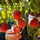 آغاز برداشت هلو در ایلام / پیش‌بینی: ۲۵۰ تن