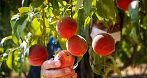 آغاز برداشت هلو در ایلام / پیش‌بینی: ۲۵۰ تن