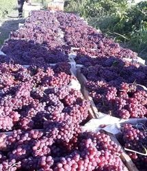 برداشت ۴۲ هزار تن انگور یاقوتی در استان کرمانشاه