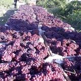 برداشت ۴۲ هزار تن انگور یاقوتی در استان کرمانشاه