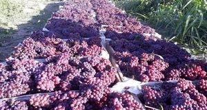 برداشت ۴۲ هزار تن انگور یاقوتی در استان کرمانشاه