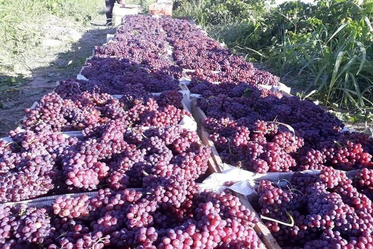 برداشت ۴۲ هزار تن انگور یاقوتی در استان کرمانشاه