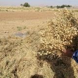 آغاز برداشت نخود در شهرستان بشرویه