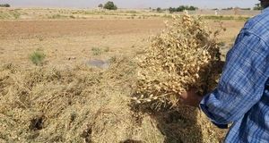 آغاز برداشت نخود در شهرستان بشرویه