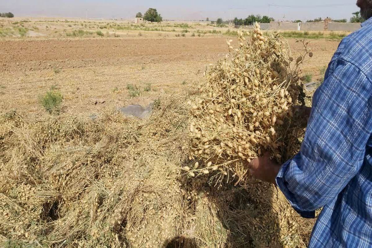 آغاز برداشت نخود در شهرستان بشرویه