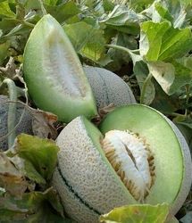 بحران آب، سطح زیر کشت طالبی در ساوه را نصف کرد
