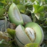 بحران آب، سطح زیر کشت طالبی در ساوه را نصف کرد