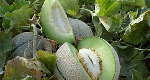 بحران آب، سطح زیر کشت طالبی در ساوه را نصف کرد