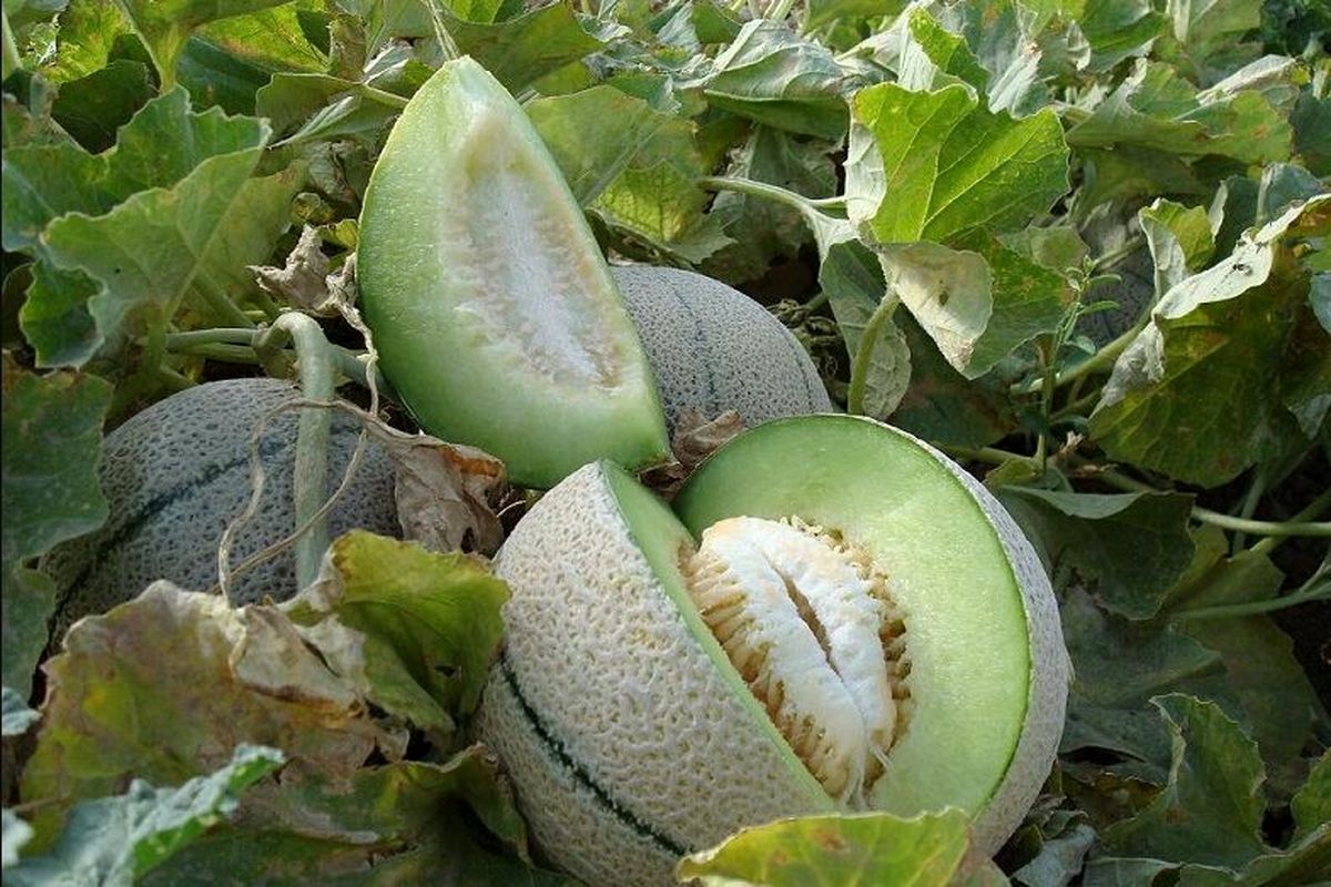 بحران آب، سطح زیر کشت طالبی در ساوه را نصف کرد