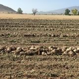 یک پنجم سطح زیر کشت چغندرقند پاییزه کشور در سرپل‌ذهاب است