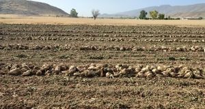 یک پنجم سطح زیر کشت چغندرقند پاییزه کشور در سرپل‌ذهاب است
