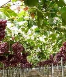 آغاز برداشت انگور نوبرانه در جنوب استان کرمان