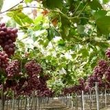 آغاز برداشت انگور نوبرانه در جنوب استان کرمان