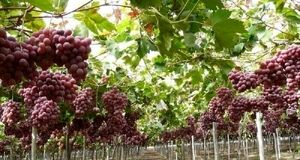 آغاز برداشت انگور نوبرانه در جنوب استان کرمان