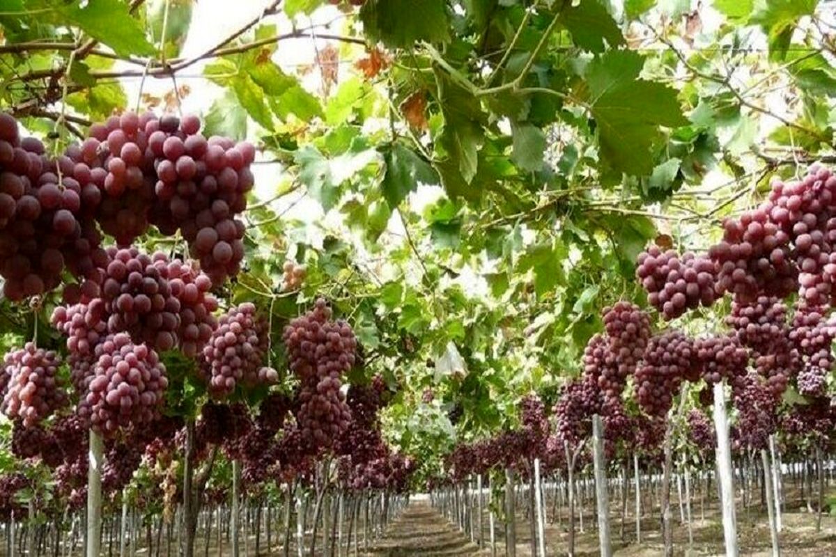آغاز برداشت انگور نوبرانه در جنوب استان کرمان