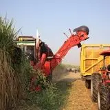 آغاز برداشت نیشکر در صومعه سرا