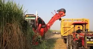 آغاز برداشت نیشکر در صومعه سرا