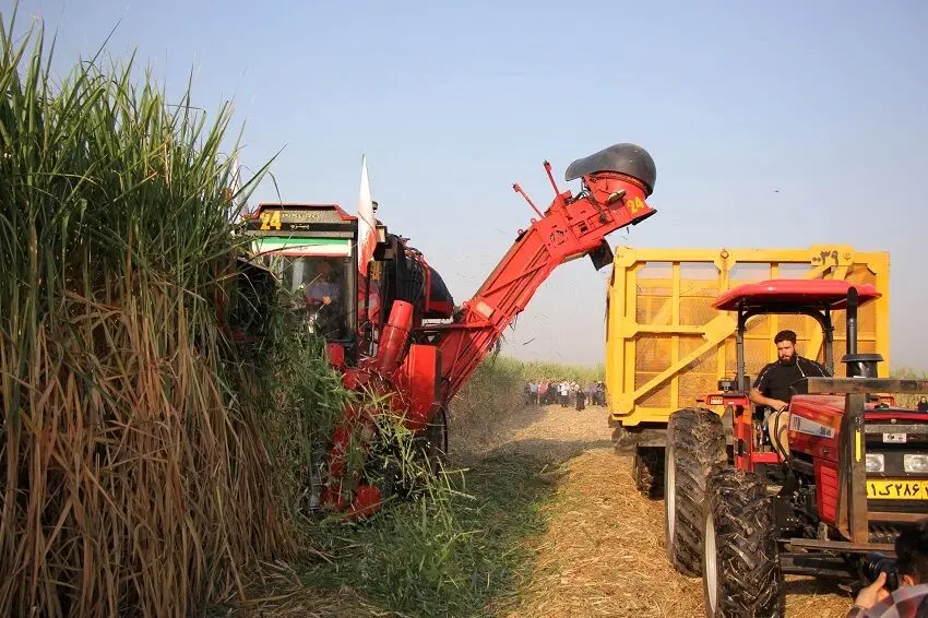آغاز برداشت نیشکر در صومعه سرا