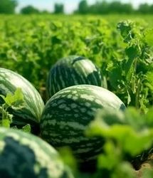 پیش‌بینی برداشت ۸۰۰۰ تن هندوانه در فراشبند