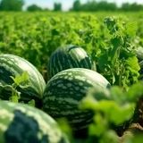 پیش‌بینی برداشت ۸۰۰۰ تن هندوانه در فراشبند