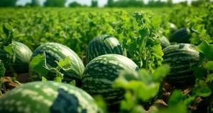 پیش‌بینی برداشت ۸۰۰۰ تن هندوانه در فراشبند