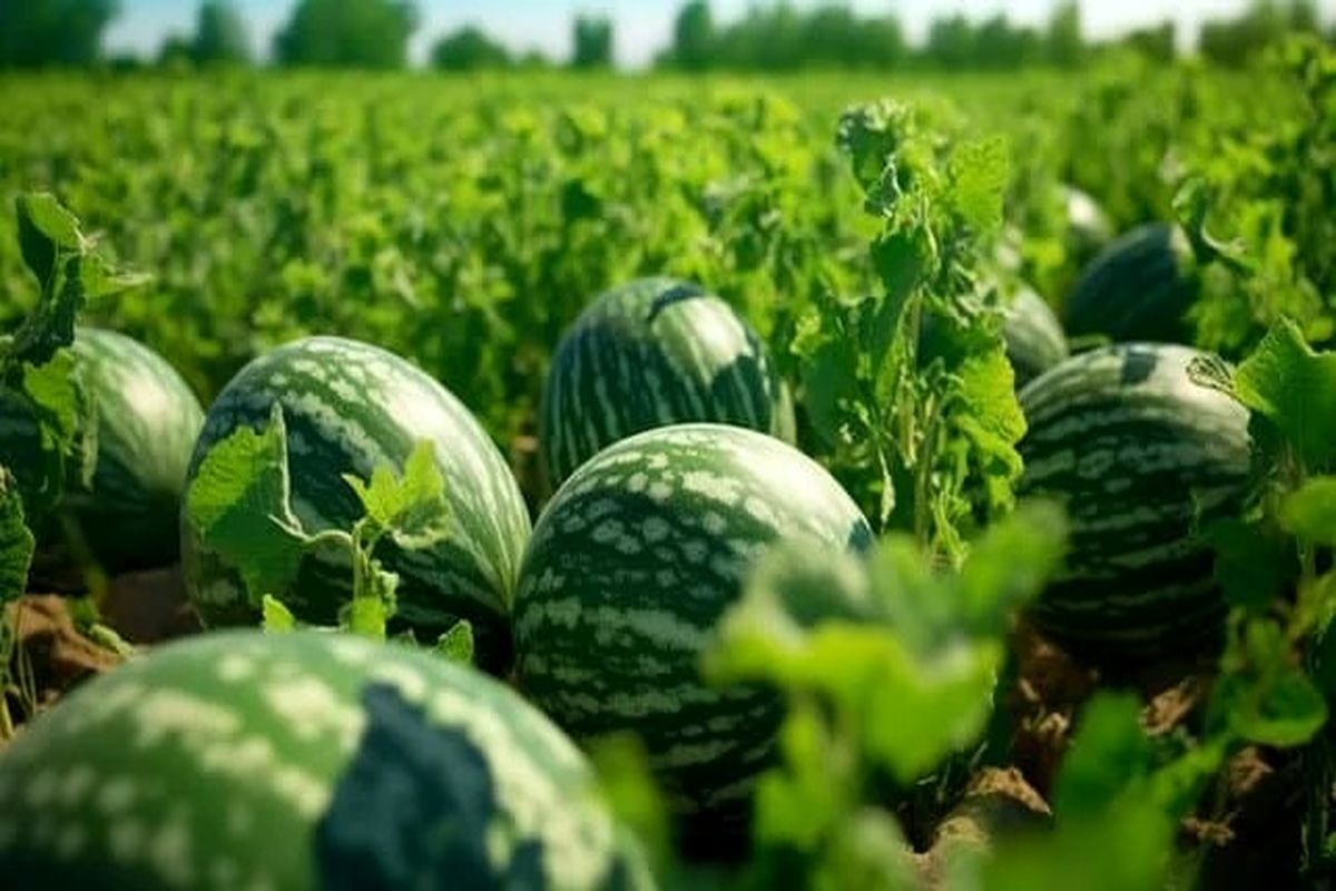پیشبینی برداشت ۸۰۰۰ تن هندوانه در فراشبند