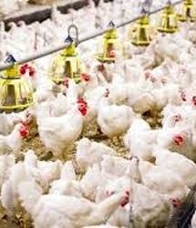 شناسایی گونه‌ای تازه از انگل Eimeria در مرغ‌های گوشتی ایران 