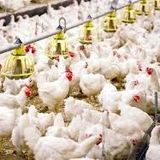 شناسایی گونه‌ای تازه از انگل Eimeria در مرغ‌های گوشتی ایران 